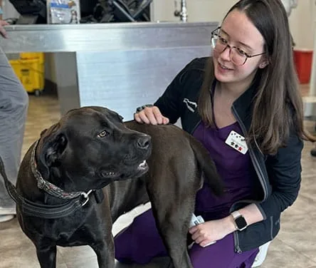 How Can a Vet Help Improve Your Pet’s Nutrition and Lifestyle?