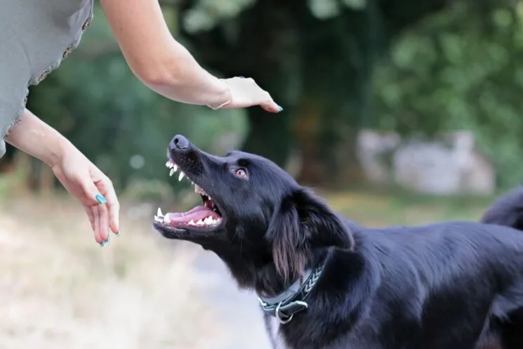 What Happens After a Dog Bite Is Reported to Animal Control?