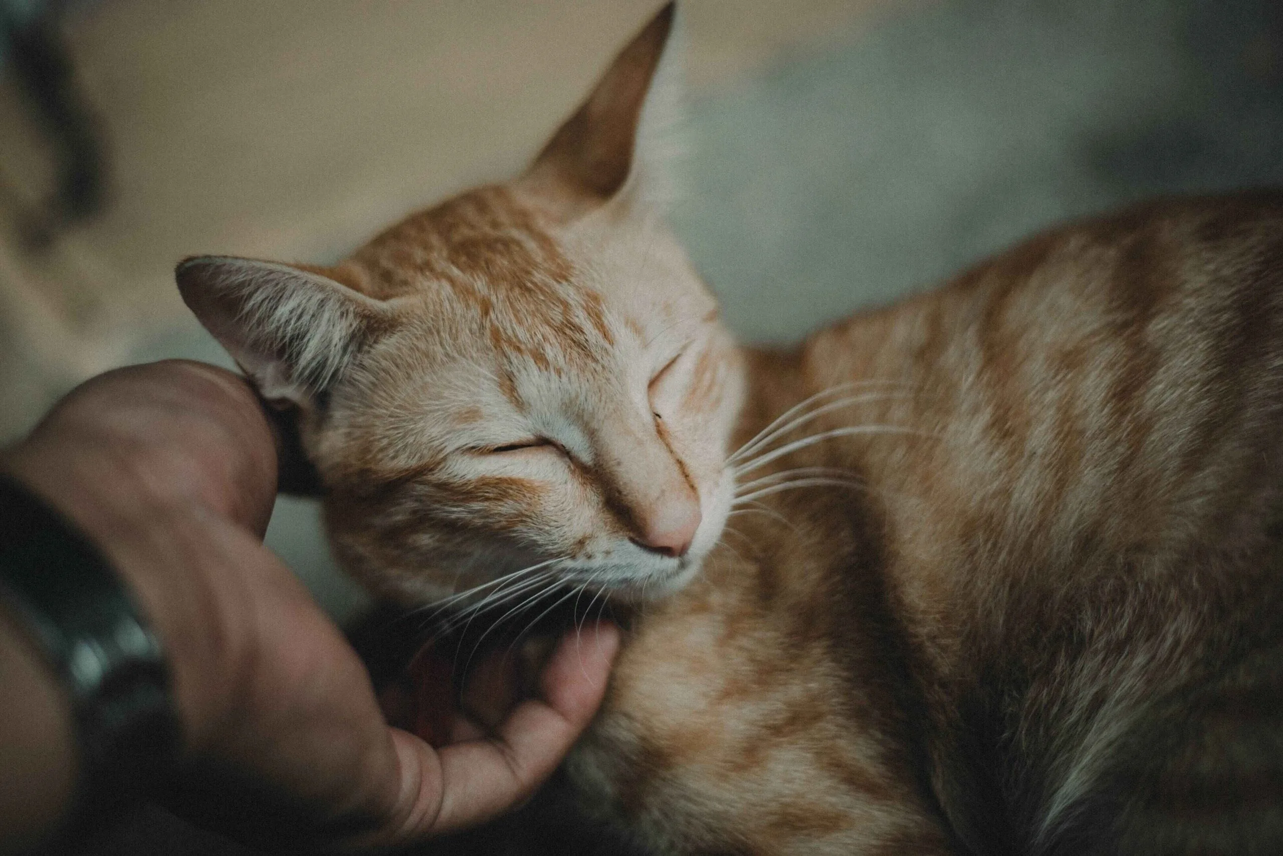 How Regular Wellness Exams Help Your Pet Live a Longer, Healthier Life