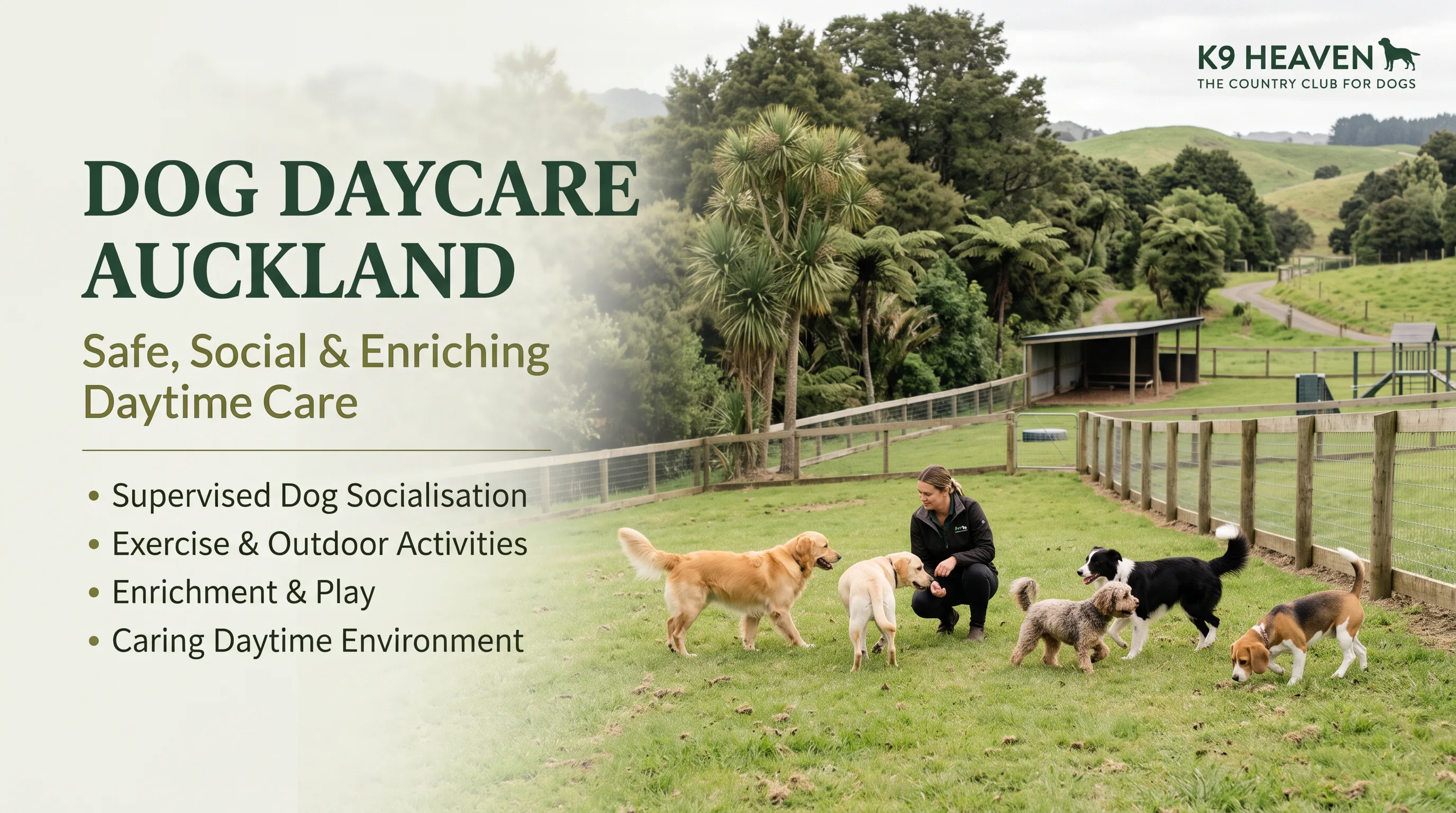 Dog Daycare Auckland: A Guide to Safe, Happy and Enriching Daycare for Dogs