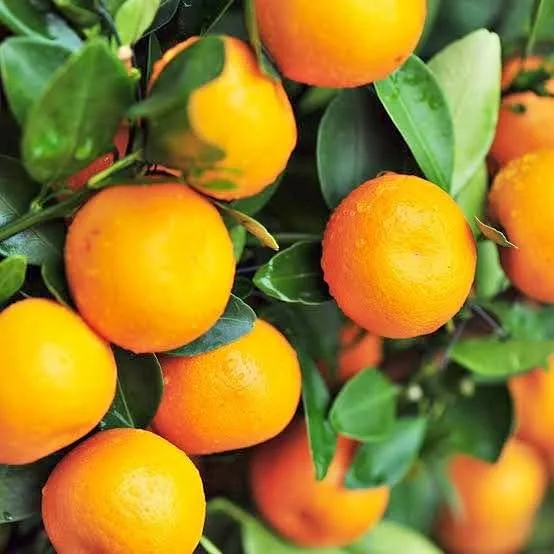 Dwarf Imperial Mandarin Plant in Sydney – Grow Sweet, Seedless Mandarins at Home