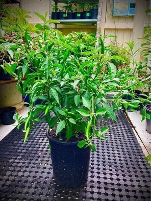 Kanthari Chilli Plant in Sydney – Hot Indian Chilli for Home Gardens