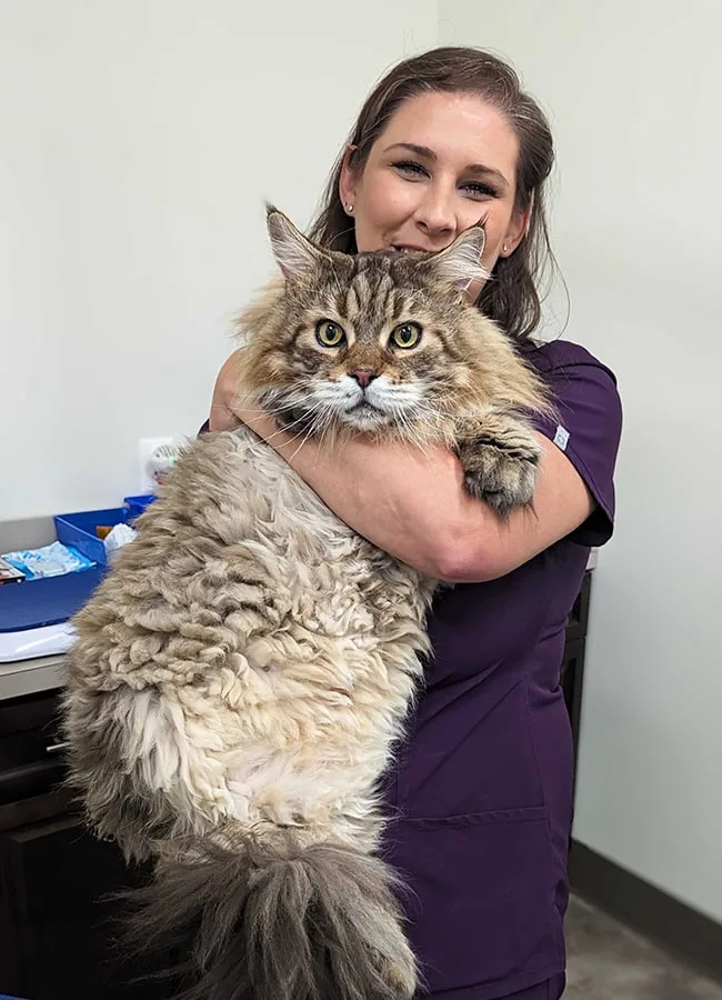 5 Questions to Ask Before Choosing an Animal Hospital in VA