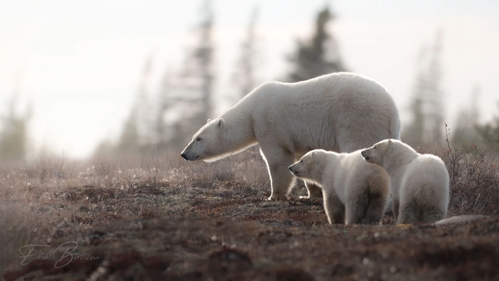 Silver Bear Photo Tours Polar Bear Photo Safari in Manitoba