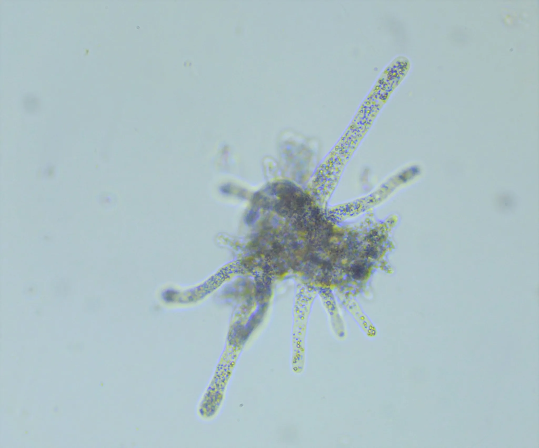 Amoeba Proteus: Bringing Protists to Life in the Lab