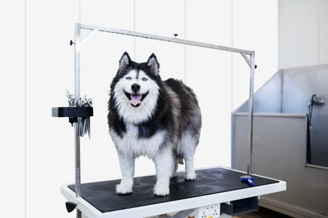 PVC Dog Kennel Walls-The Right Investment For Unparalleled Dog Kennel Protection