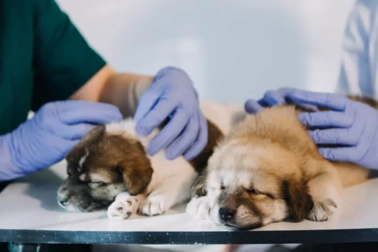 Essential Wound Closure Techniques Every Veterinary Professional Should Know
