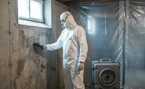 What to Expect During a Professional Mold Inspection