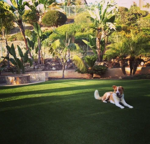 The Love for Synthetic: Why Dogs Love Pet Friendly Turf?