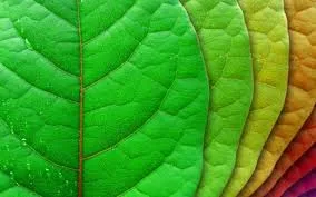 Gold: A Timeless Asset Shaping Wealth, Culture, and Innovation