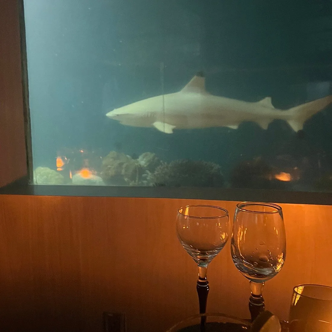 My Experience at a Maldives Underwater Restaurant
