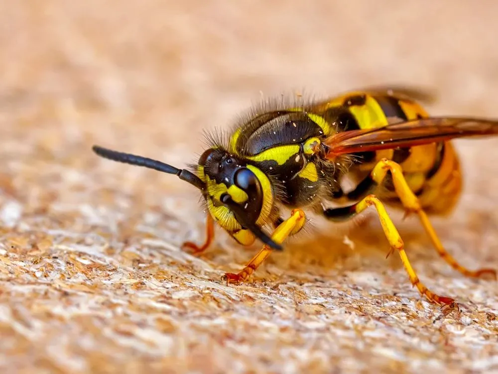 Smart Pest Control: How to Protect Your Home All Year