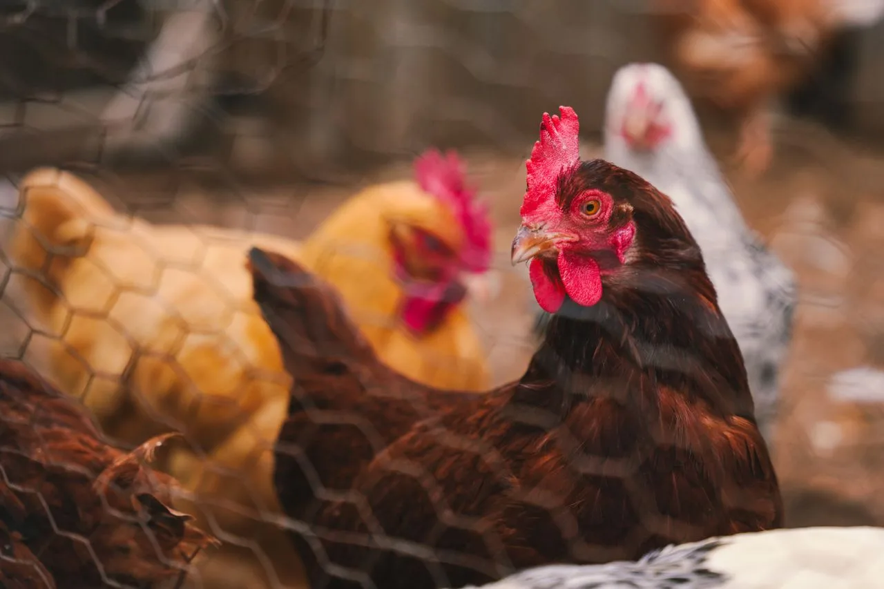 How Preventive Care Improves Poultry Health