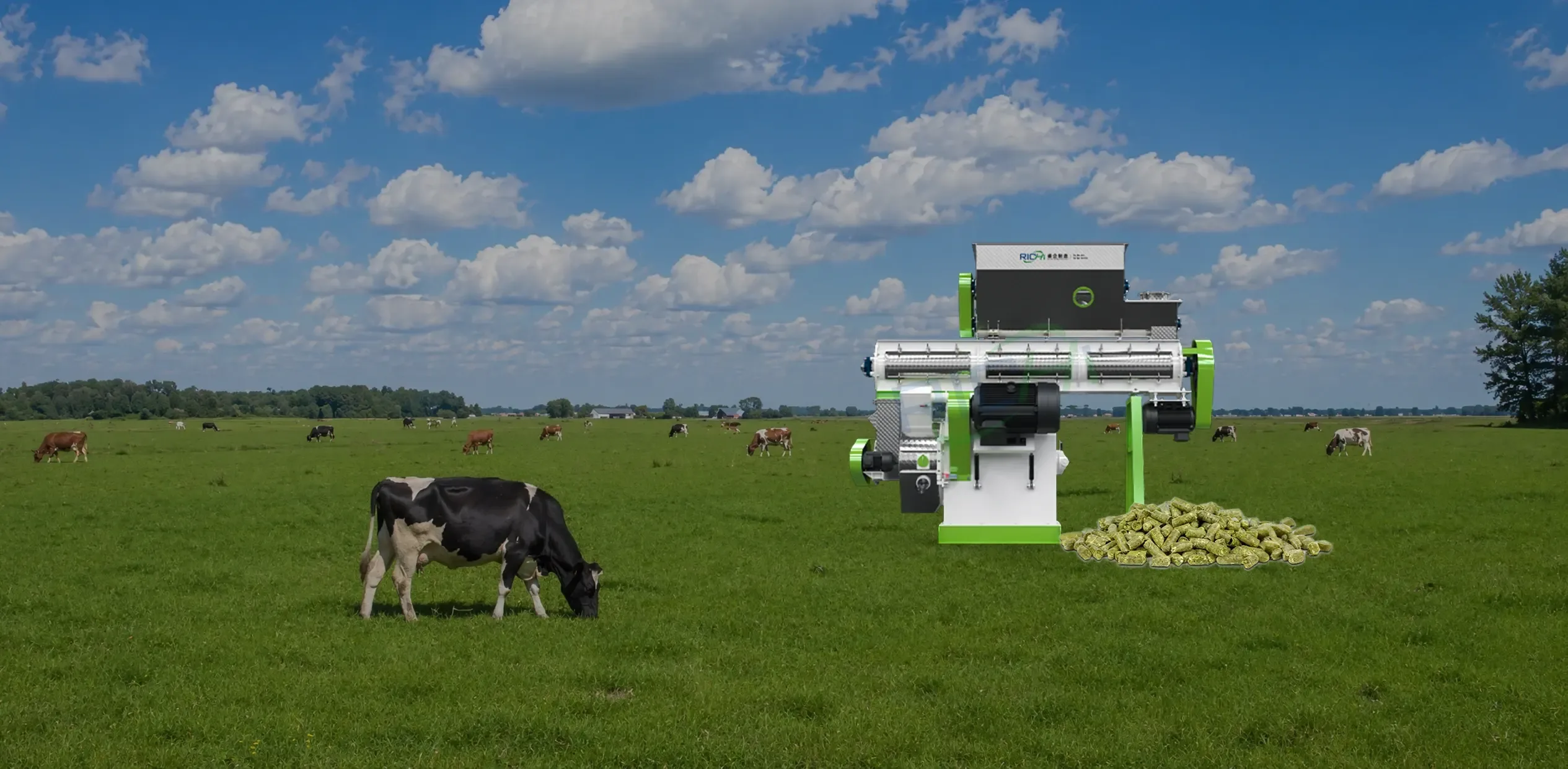 How to Produce Efficient Cattle Feed Pellets for Dairy and Beef Farms