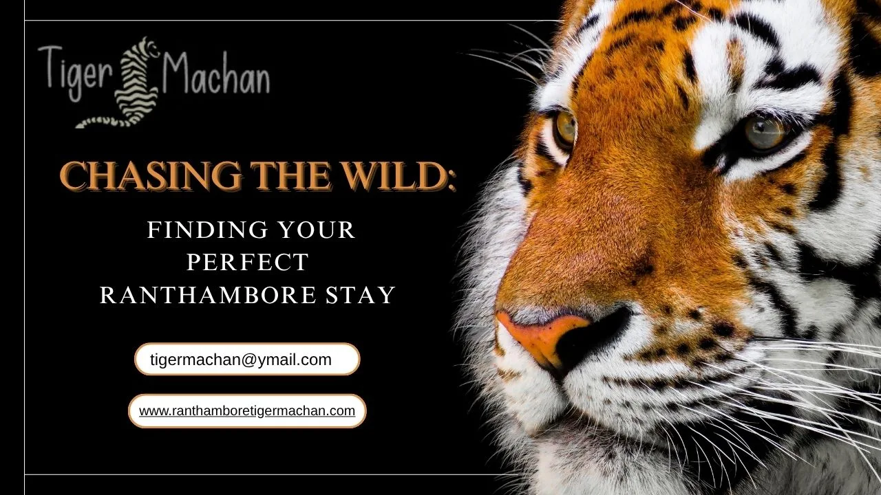 Chasing the Wild: Finding Your Perfect Ranthambore Stay