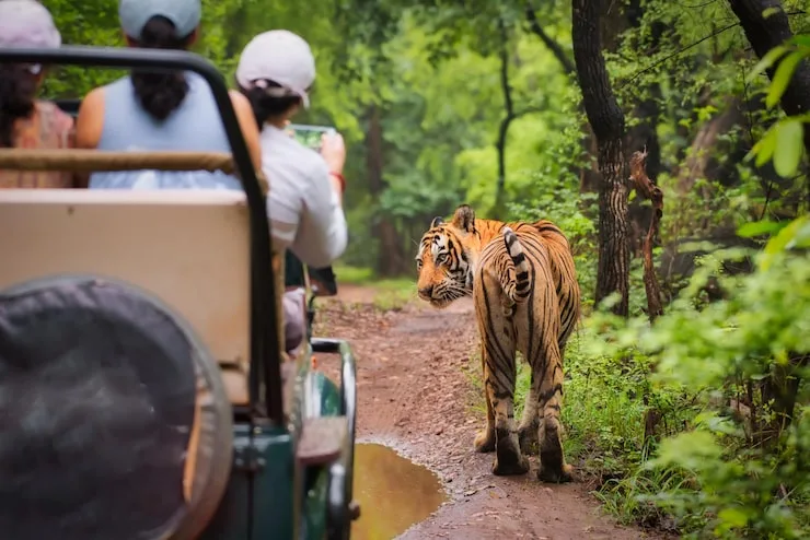 Beyond Safari: Discover Comfort, Culture & Nature at a Ranthambore Jungle Resort