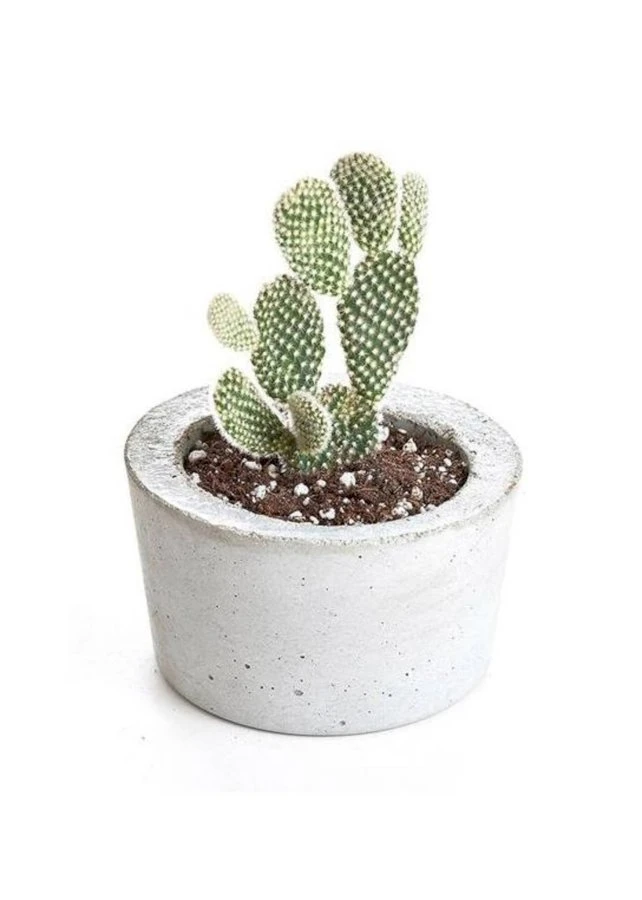 10 Great Budget Sources for Buying Plants Online