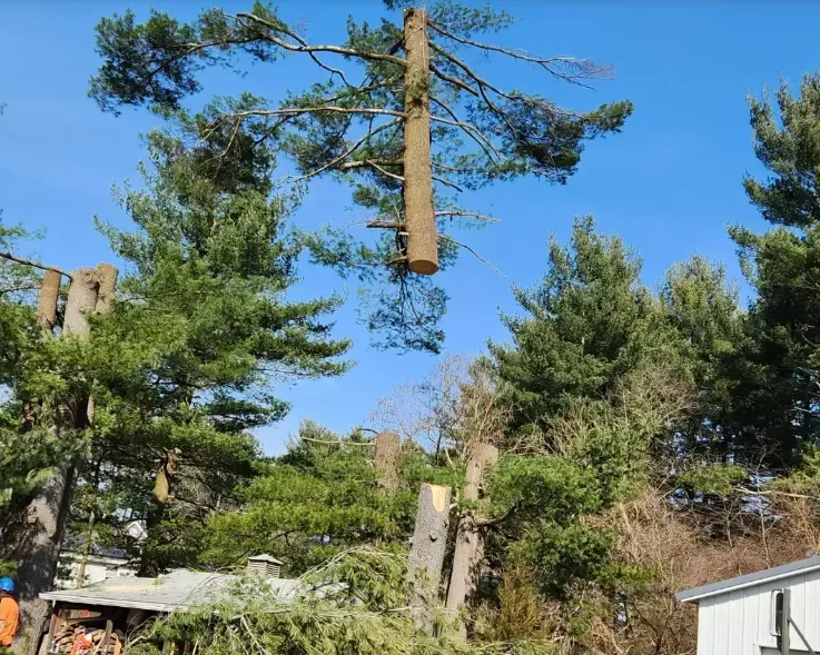 Lord’s Tree Service – Professional Tree Care by Lord’s Tree Service LLC