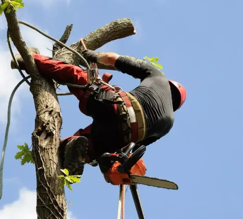 Storm Cleanup Services Offered by Lord's Tree Service LLC