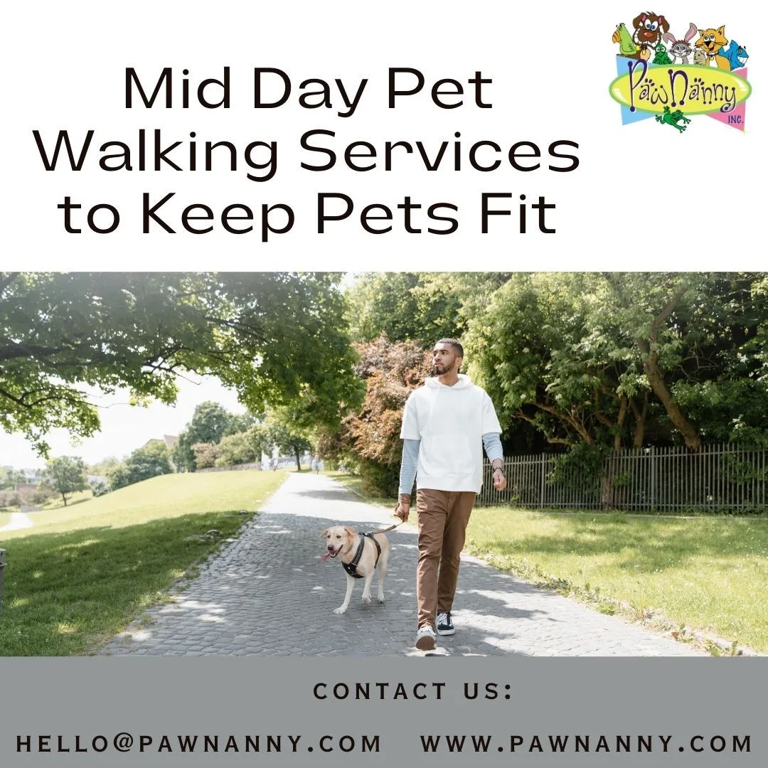 A Better Day for Your Pet: The Role of Mid-Day Walks in Everyday Care