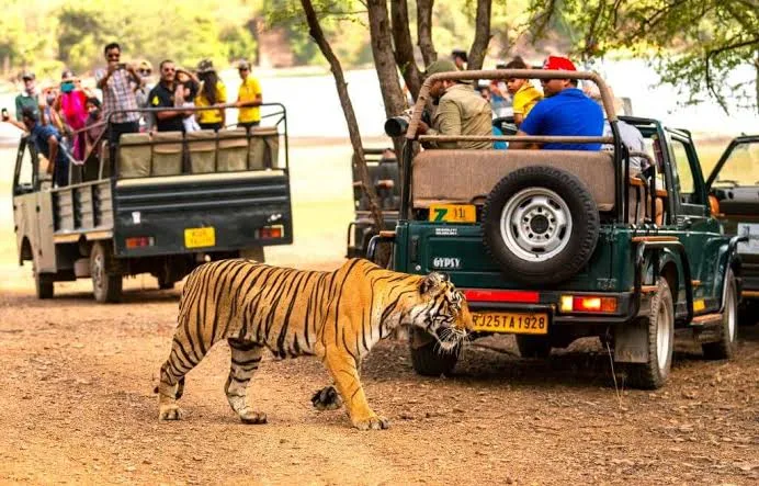 Why Location Matters When Choosing a Ranthambore Resort