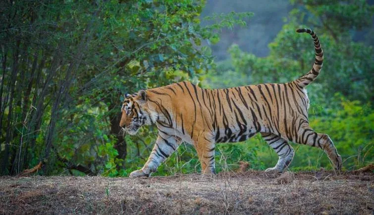 Ranthambore Safari: Is It the Best Tiger Reserve?