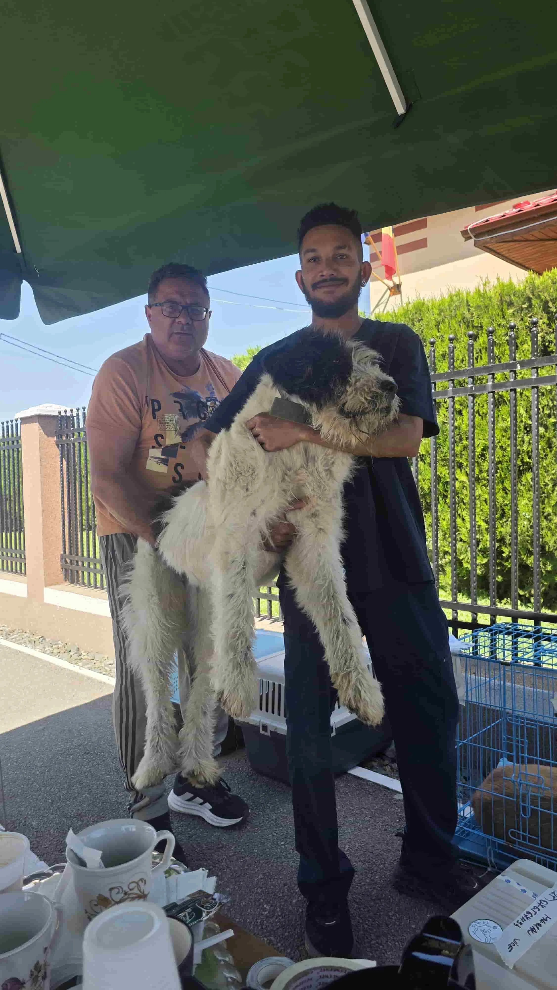Romania Animal Rescue Provides New “Kindness Patrol” to Best Serve Romania’s Most Overlooked Dog and Cat Populations