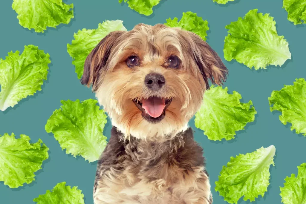 Is Lettuce Good for Dogs? Benefits, Risks, and Safe Feeding Tips
