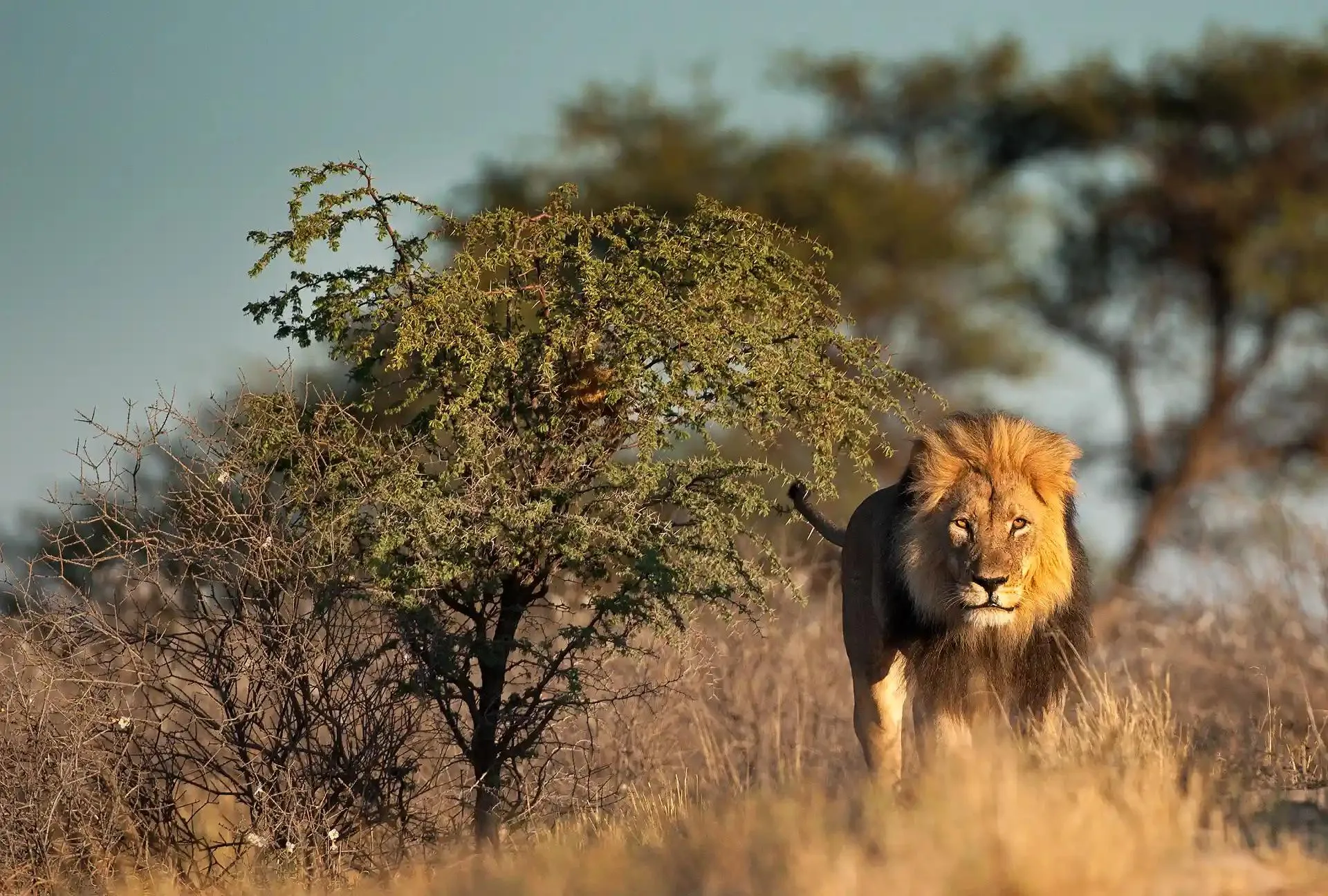 African Travel Discover South Africa Through Extraordinary Safari Adventures and Sky-High Experiences
