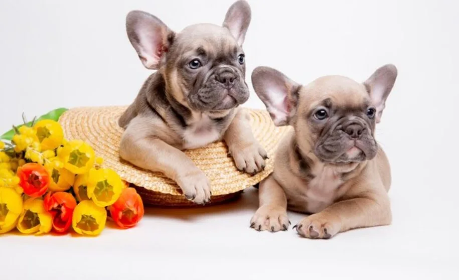 How to Safely Buy Frenchies for Sale Online?