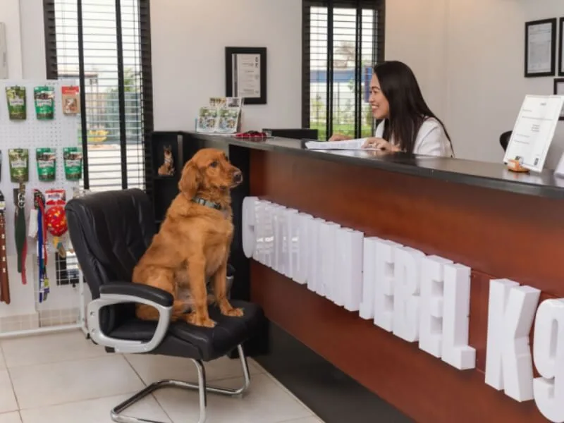 Luxury Boarding Oman That Treats Your Dog Like Family Every Time You’re Away