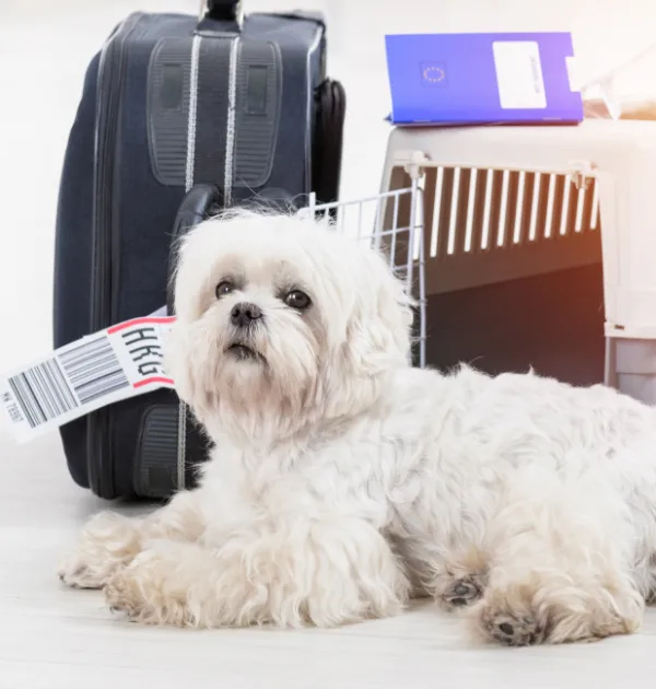 Luxury Boarding Oman That Treats Your Dog Like Family Every Time You’re Away
