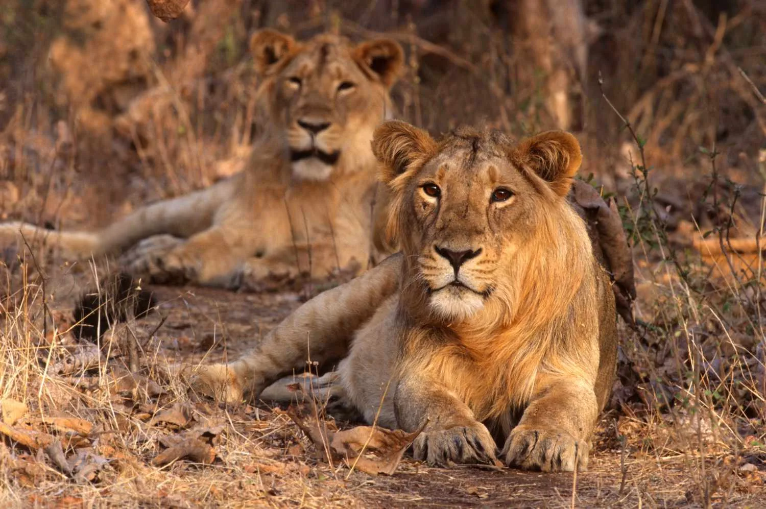 The Ultimate Gir National Park Sightseeing Tour Itinerary