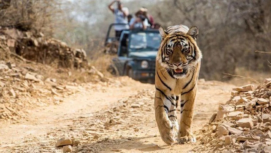 Rajasthan Wildlife Tour - Explore the Wild Heart of India