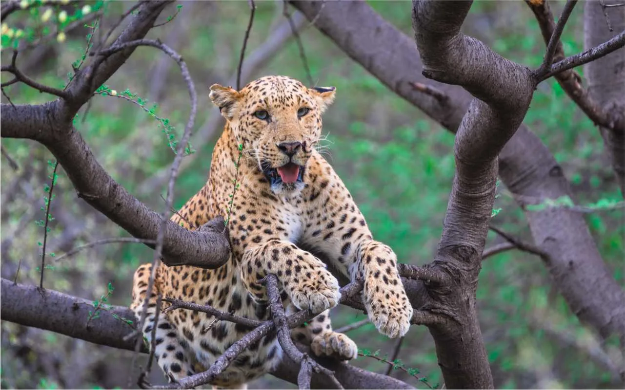 Rajasthan Wildlife Tour: Explore the Wild Side of India