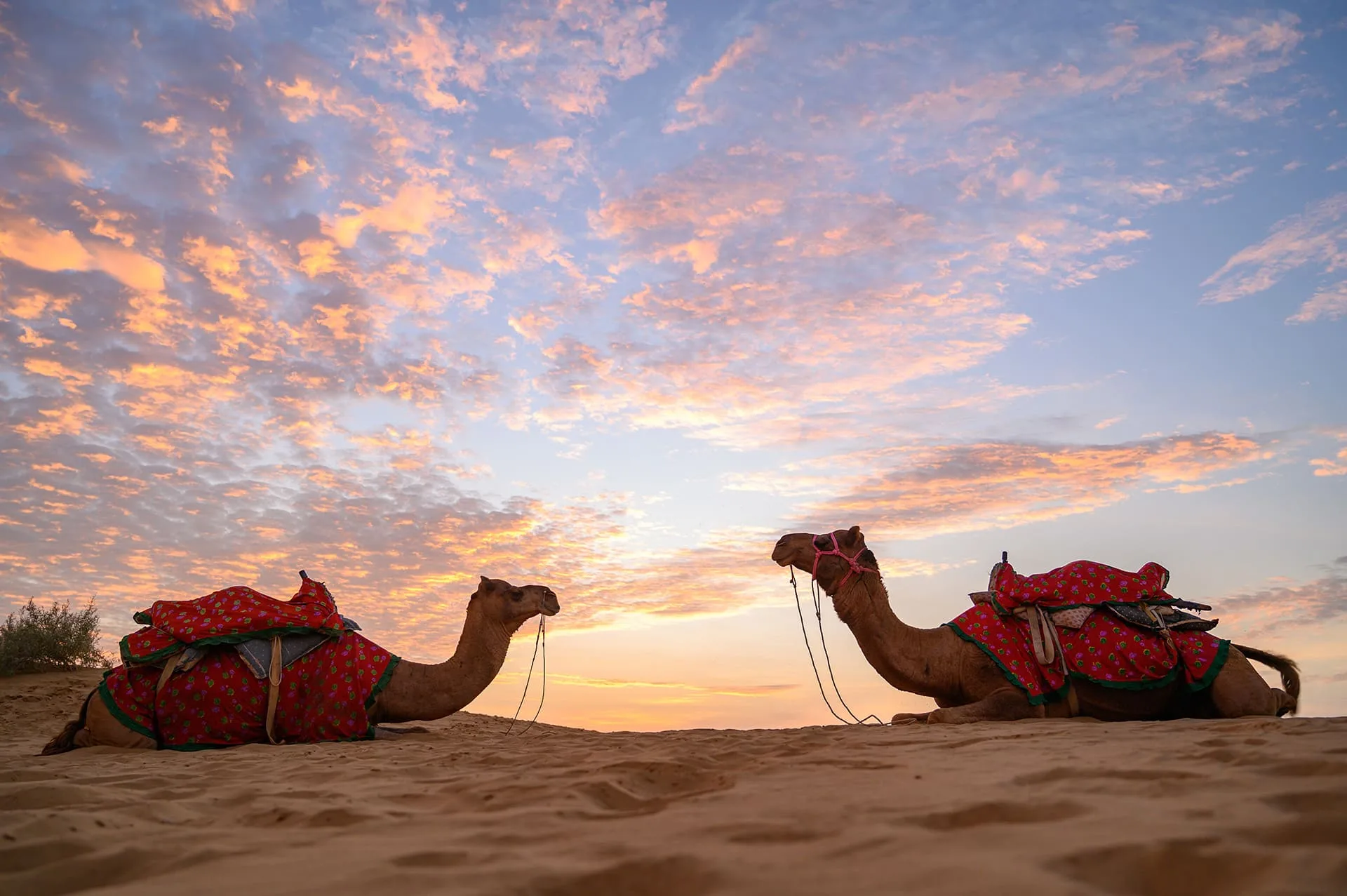 Best Time to Visit Jaisalmer for Desert Safaris & Camping