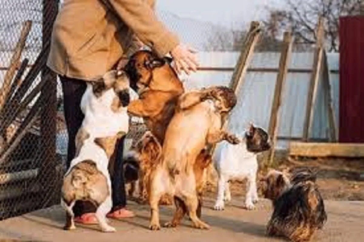 Dog Daycare Service for Dogs That Enjoy Parallel Play