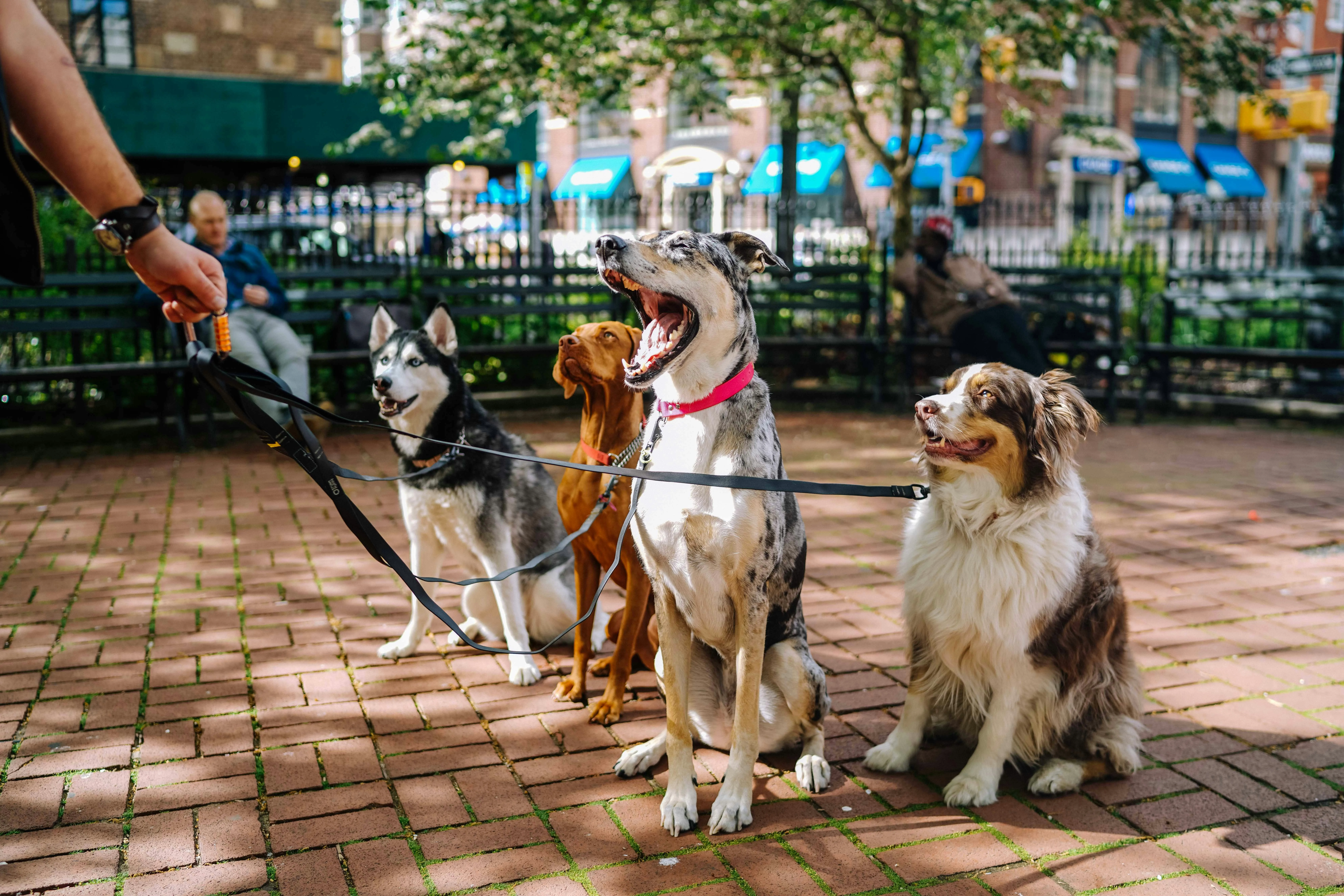 Dog Training Service VA for Dogs That Struggle to Listen Outside the Home