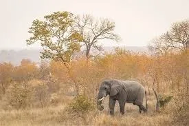 How to Choose Your Greater Kruger National Park Accommodation Wild Planet Safari
