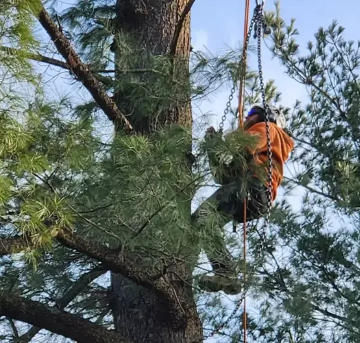 Professional Tree Trimming Services at Lord’s Tree Service LLC