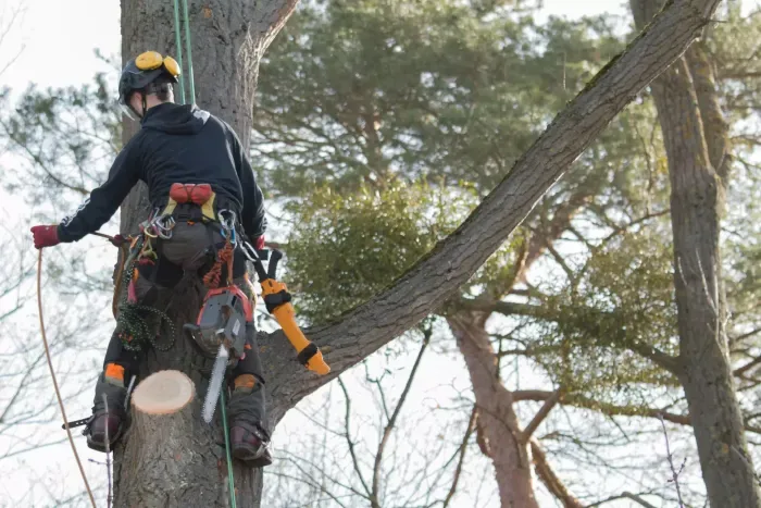 Professional Tree Removal Services at Lord’s Tree Service LLC