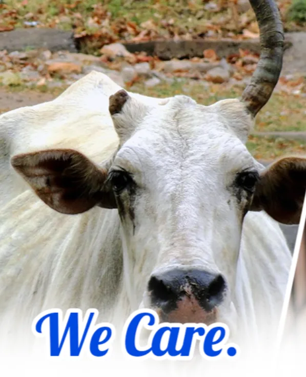 Cow Protection NGO India: Preserving Indigenous Cattle