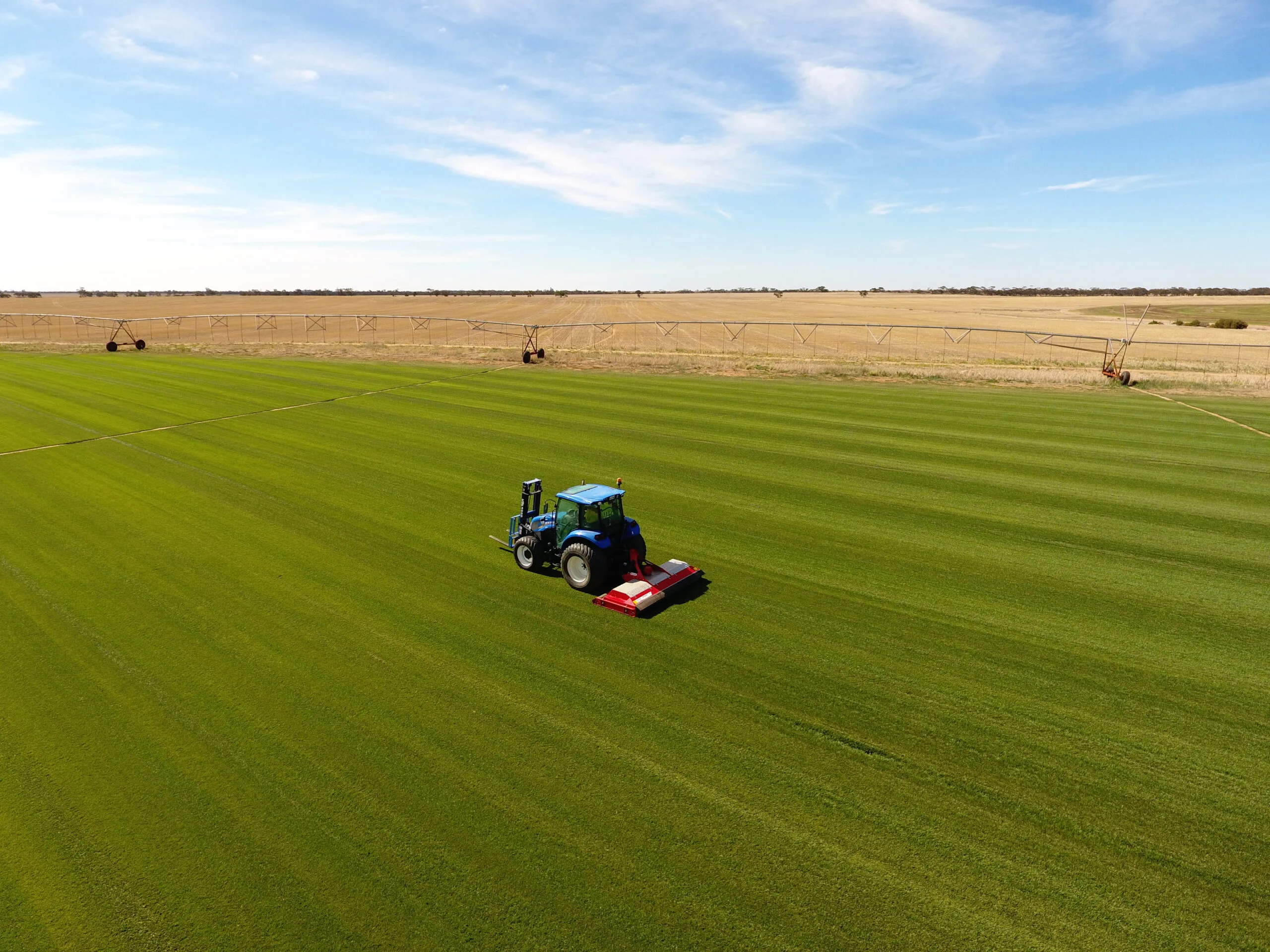 The Complete Homeowner’s Guide to Tall Fescue: Growing, Watering, and Maintaining a Lush Green Lawn Year-Round