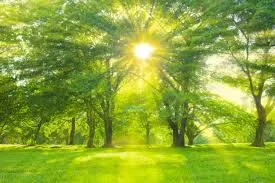 Everything You Need to Know Before Buying a Sofa: A Complete Homeowner’s Guide