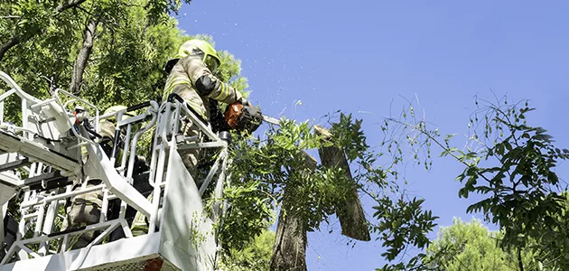 How Do Seasonal Changes Affect Tree Pruning in Sacramento?