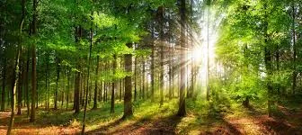 The Beauty and Importance of Flowers in Nature and Human Life