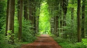 The Importance of Forests: Nature’s Green Lifeline