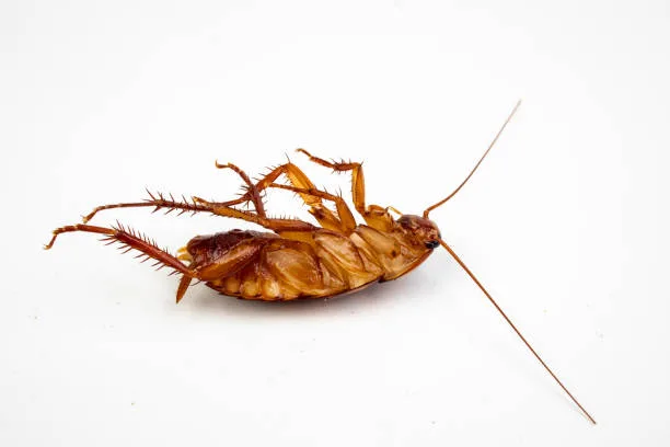 Hidden Entry Points That Allow Roaches Into Multi-Unit Residences