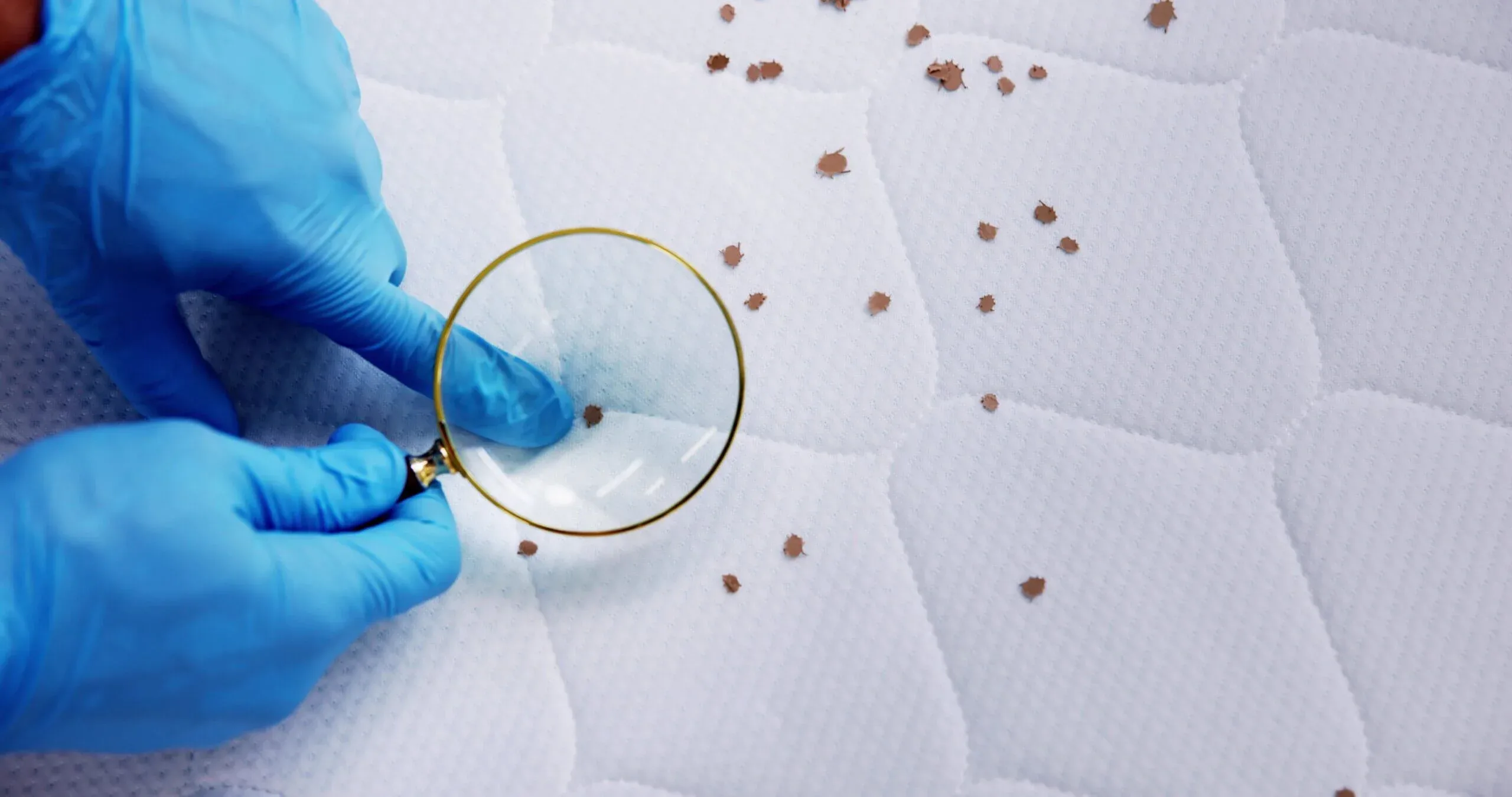 Bed Bug Treatment in Cleveland, Ohio: Heat vs. Chemical Methods