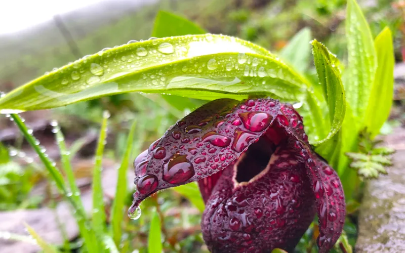 How to Capture Rare Species in Wildflower Photography Locations in China